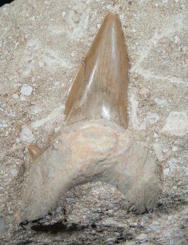 + Otodus Shark Tooth Fossil (Restored Root) #6350